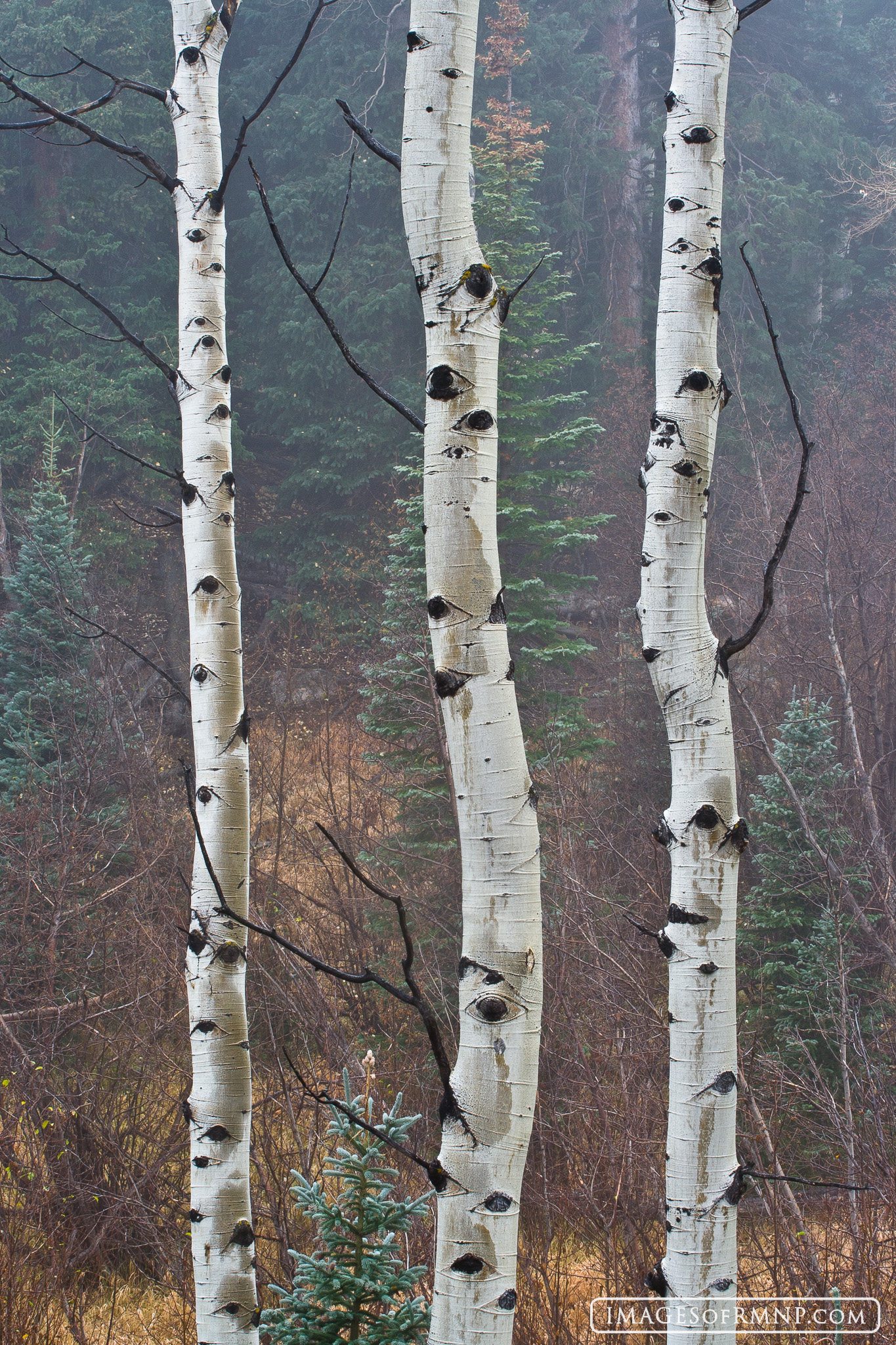 Limbless For more information on this image and for purchasing options, please visit the Images of RMNP website or call the gallery at...