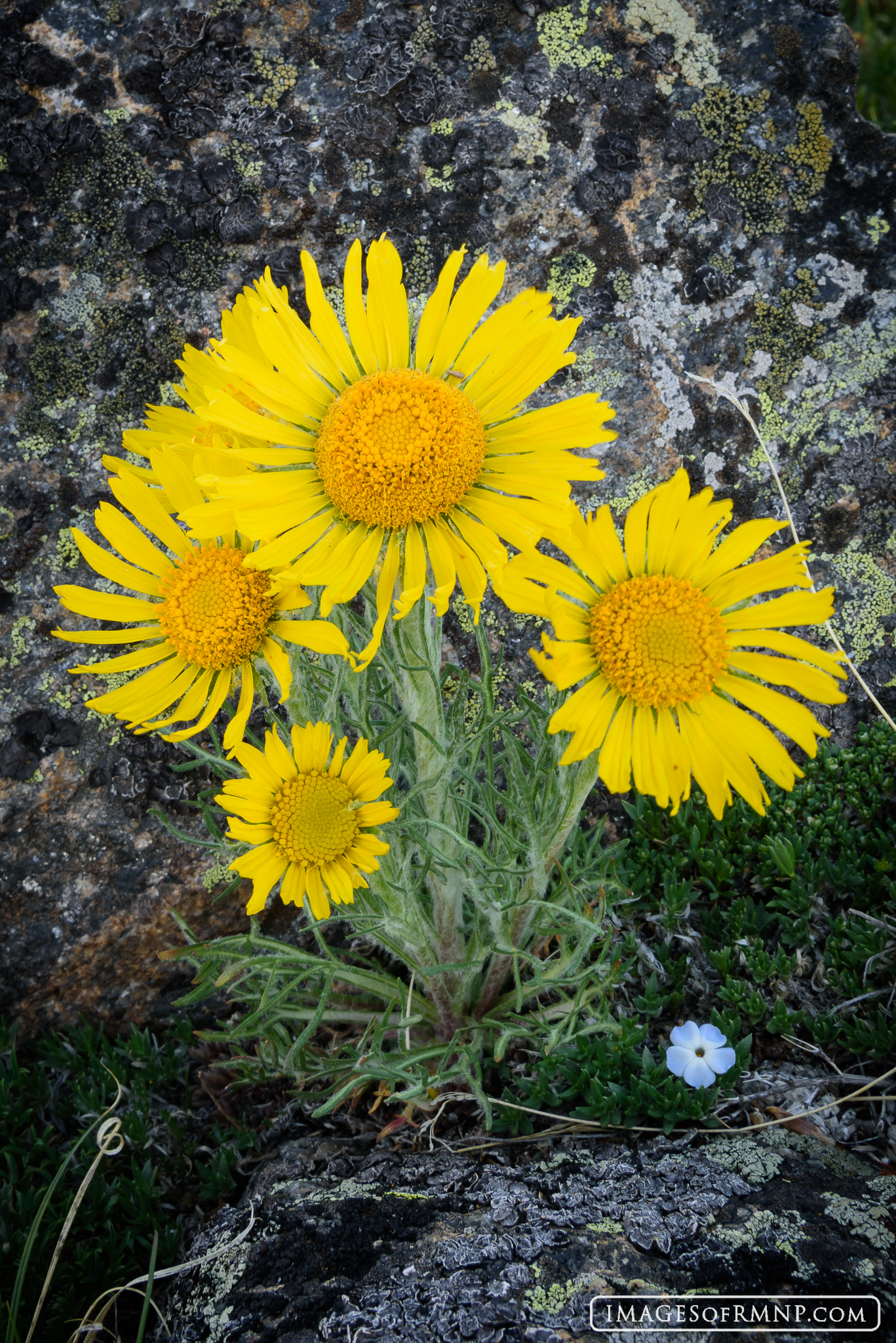 Knowing For more information on this image and for purchasing options,please call the Image of RMNP gallery at 970-586-4352.