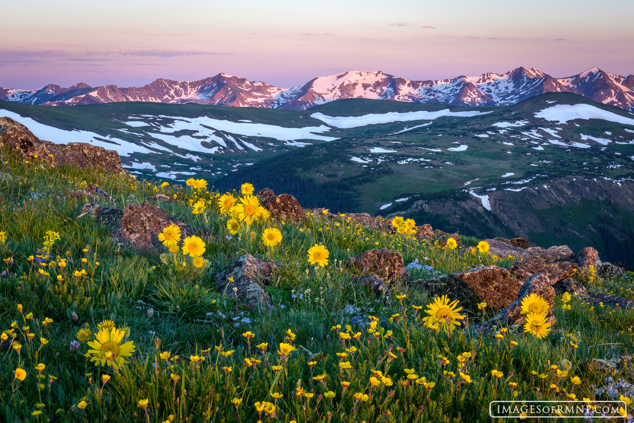 The tundra explodes with wildflowers in mid-summer in Rocky Mountain National Park as the Never Summer Mountains try to hold...
