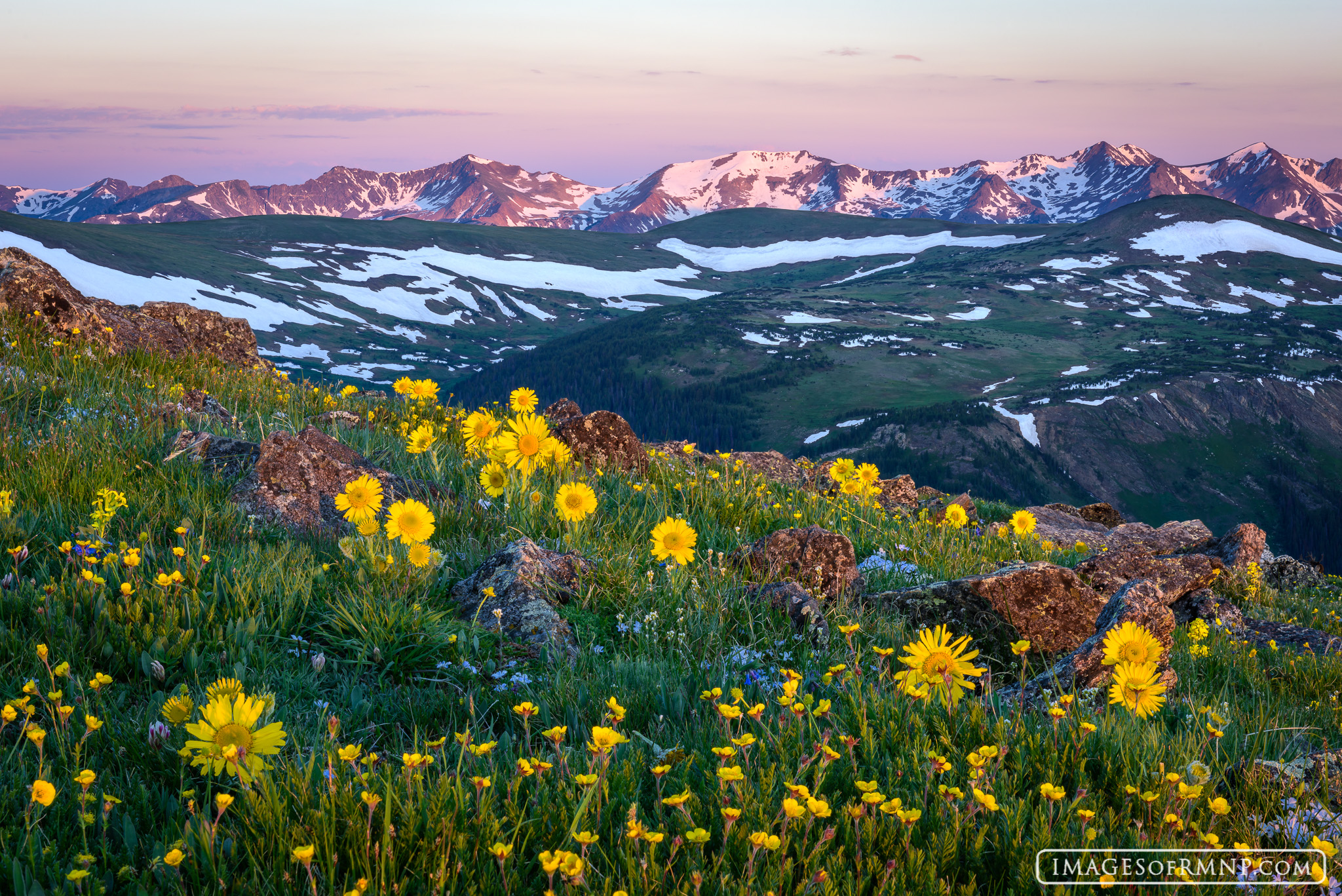 Mountain Symphony The tundra explodes with wildflowers in mid-summer in Rocky Mountain National Park as the Never Summer Mountains try to hold...